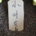 四季长青大叶女贞种子灌木小叶女贞种子常青绿化苗木种子