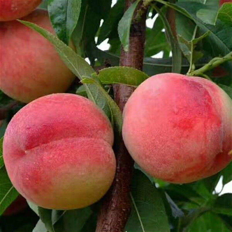 超甜特大桃日本甜桃王桃树苗南北方种植包品种