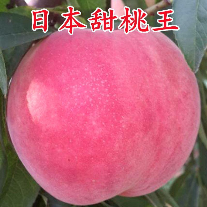 超甜特大桃日本甜桃王桃树苗南北方种植包品种