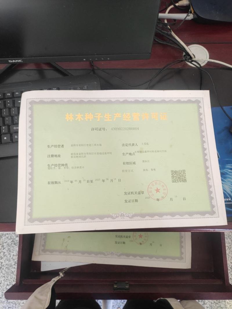 柑橘苗甘平柑橘苗女王爱媛34号柑桔苗嫁接水果苗