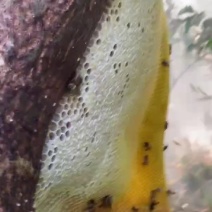 大自然纯野生蜂蜜