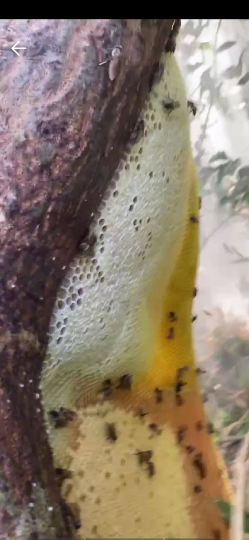 大自然纯野生蜂蜜