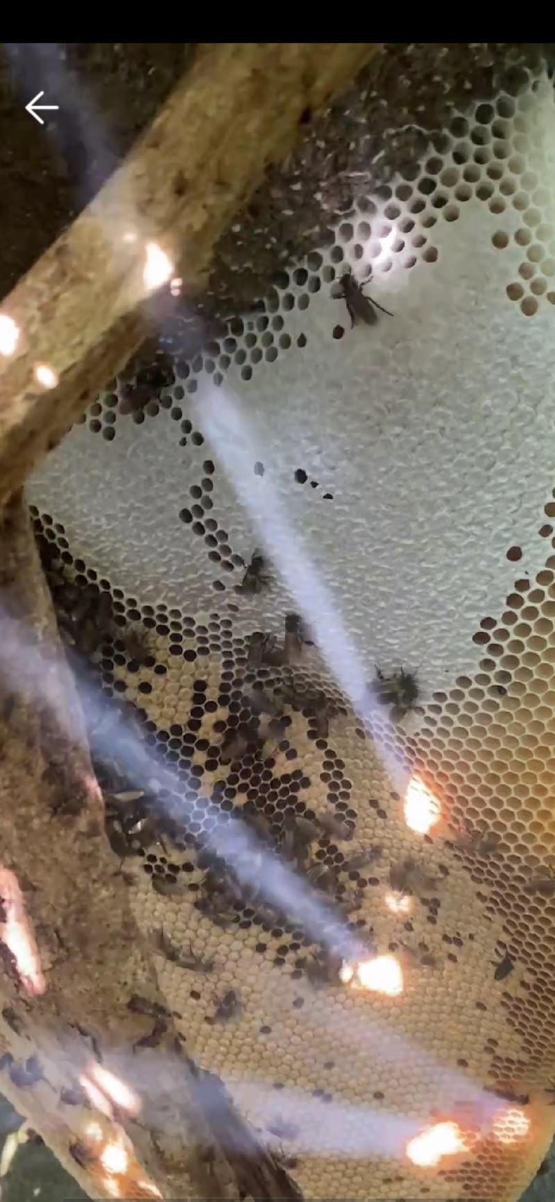 大自然纯野生蜂蜜