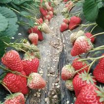 红颜九九草莓草莓九九奶油草莓