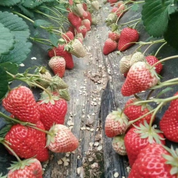 红颜九九草莓草莓九九奶油草莓