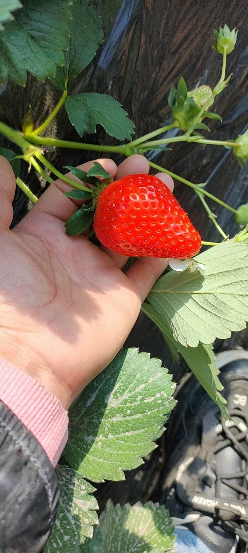 红颜九九草莓草莓九九奶油草莓