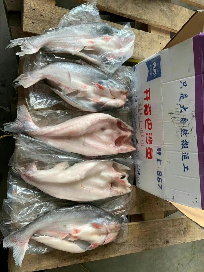 11条小开背巴沙鱼
