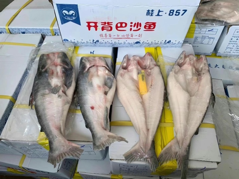 11条小开背巴沙鱼