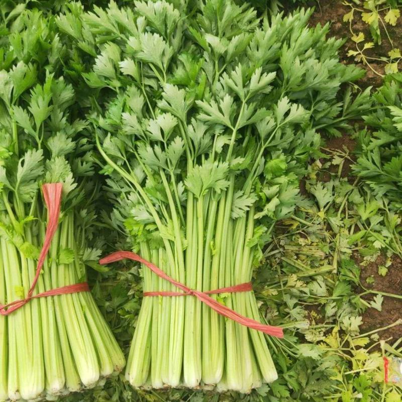精品细颗芹菜上市欢迎各位老板选购