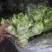 精品娃儿菜