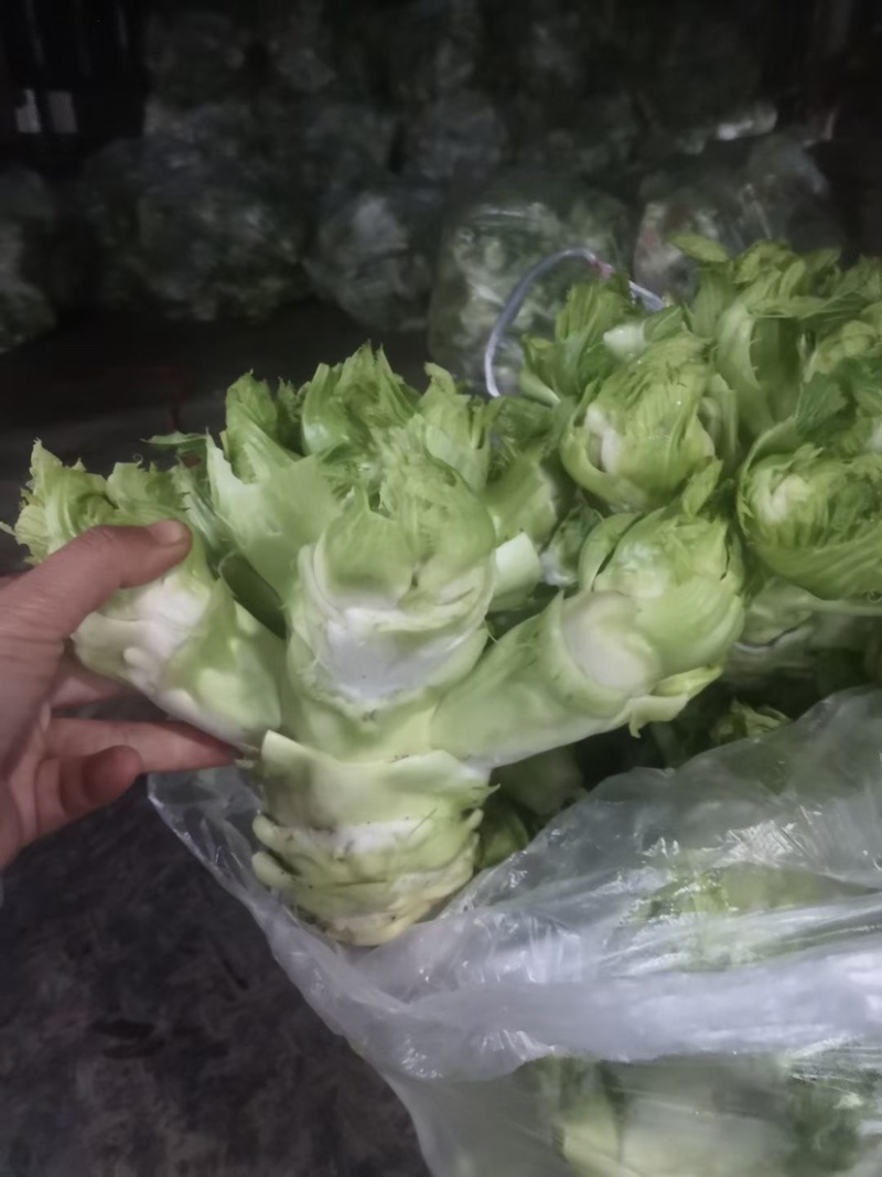 精品娃儿菜