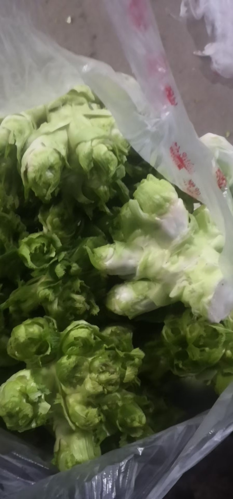 精品娃儿菜