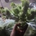 精品娃儿菜