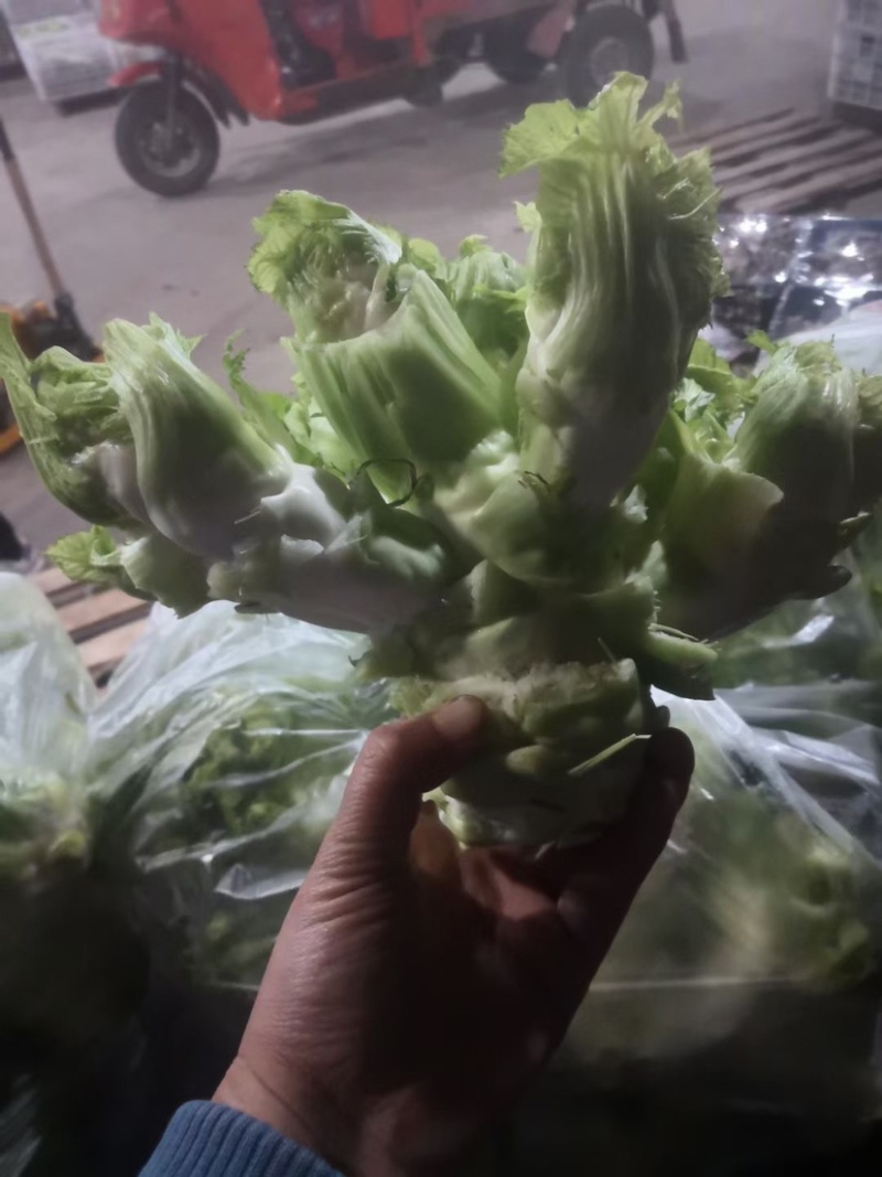 精品娃儿菜