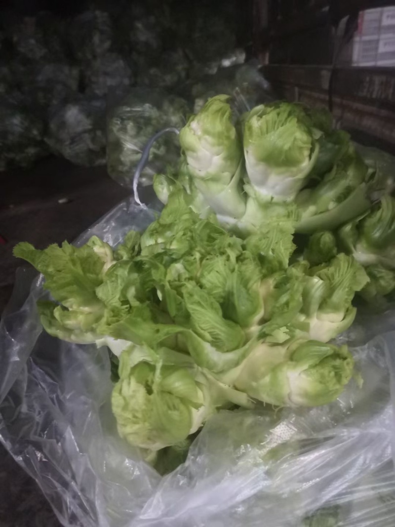 精品娃儿菜