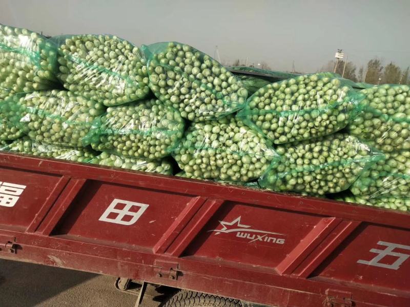 精品细颗芹菜上市欢迎各位老板选购