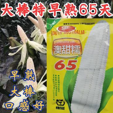 【早熟65天】澳甜糯65糯玉米种子甜糯大棒特早熟好吃