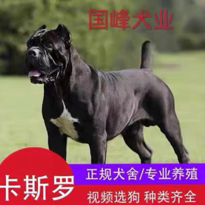 精品卡斯罗