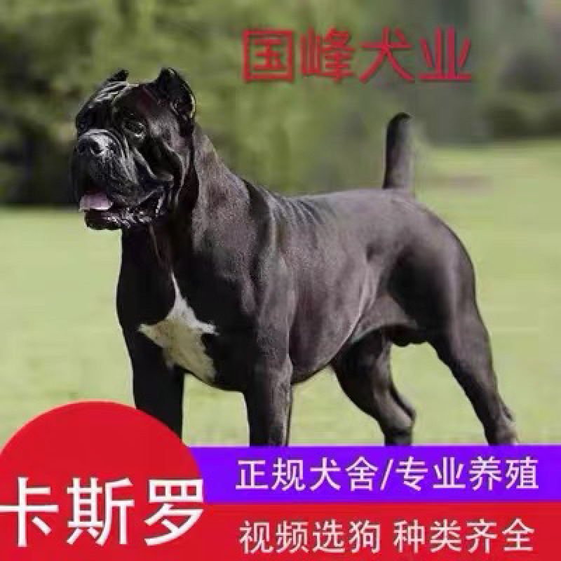 精品卡斯罗
