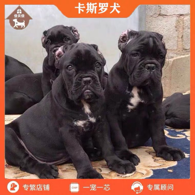 精品卡斯罗