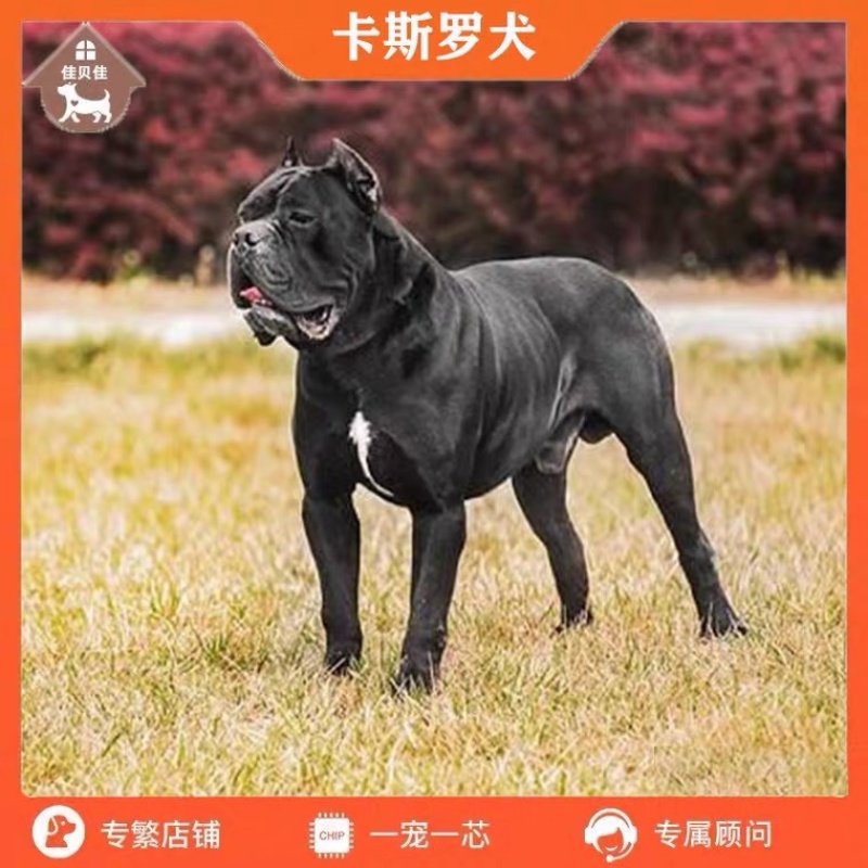 精品卡斯罗