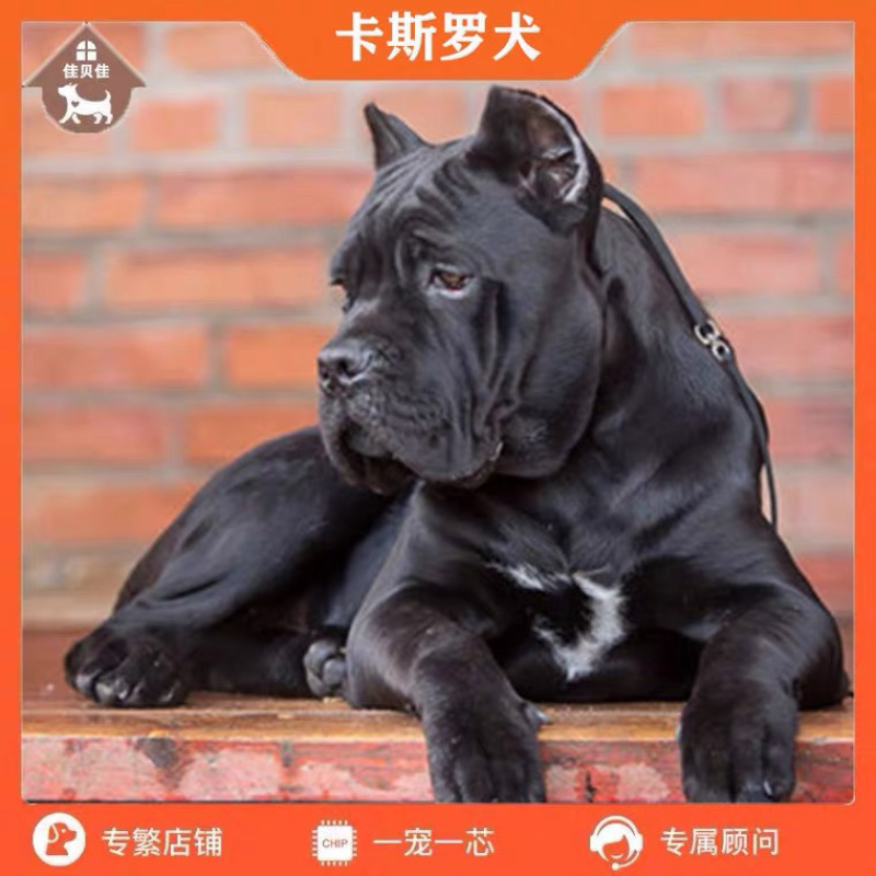 精品卡斯罗
