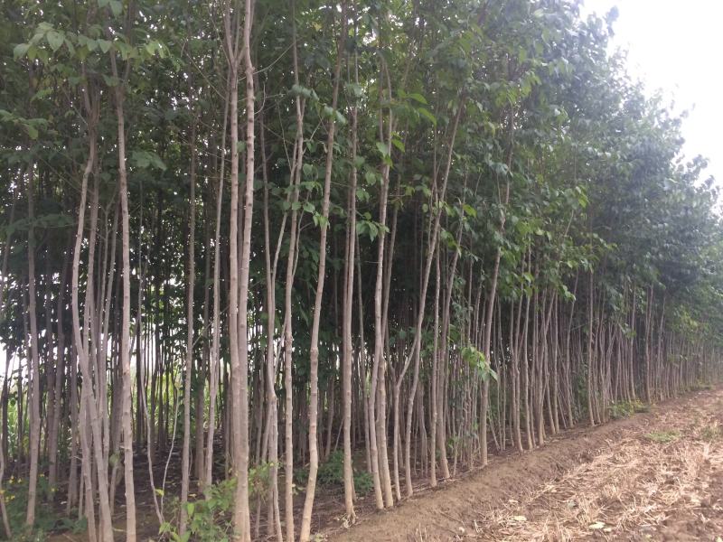 杜仲树八年生籽播，米径3-8公分，树高3.5米左右