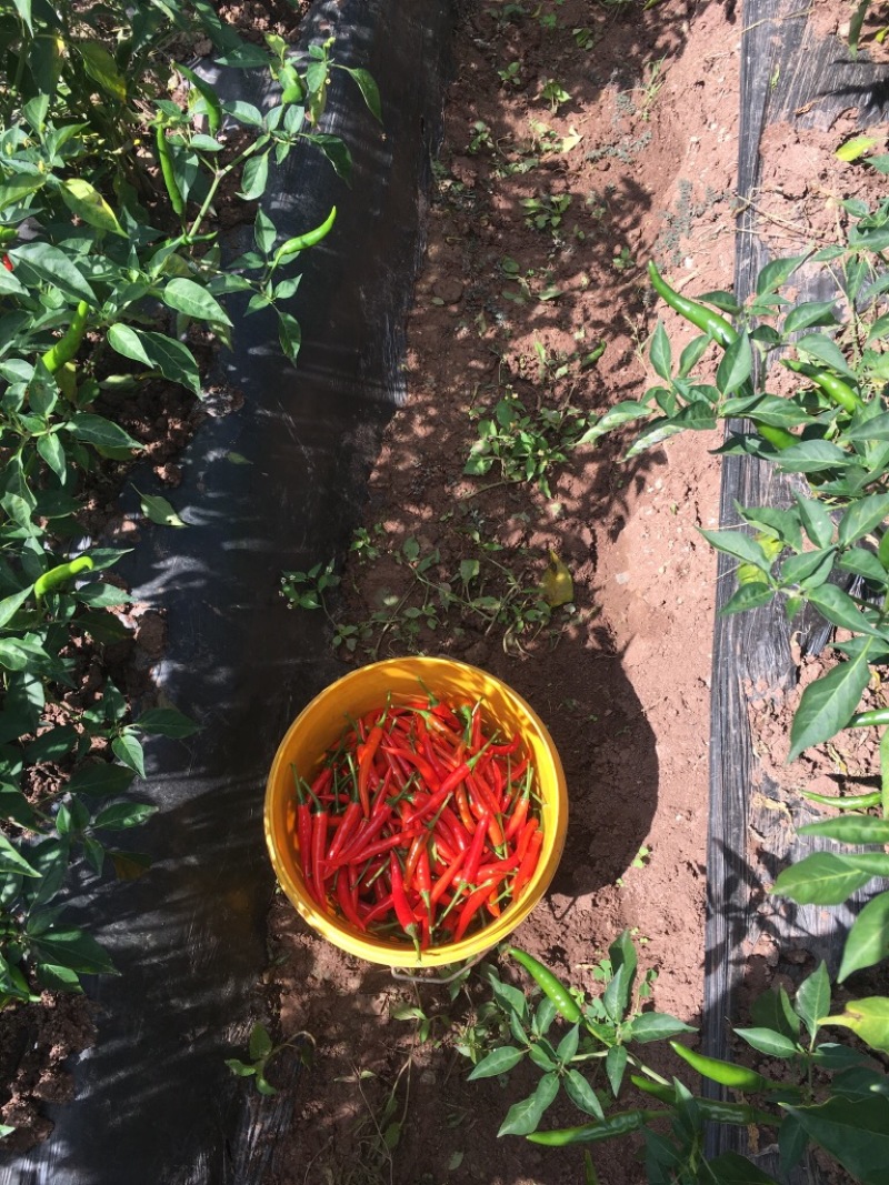小米辣，朝天椒，好日子红红火火迎中秋