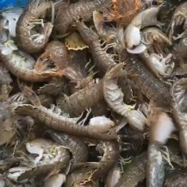 皮皮虾鲜活虾姑虾爬子超特大批发海鲜海虾新鲜蒸熟全母带膏皮