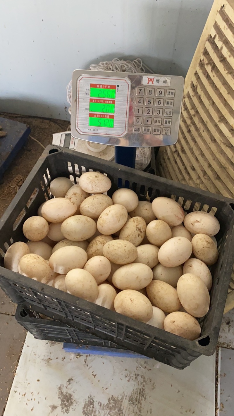 鹅蛋真鹅蛋假一陪十