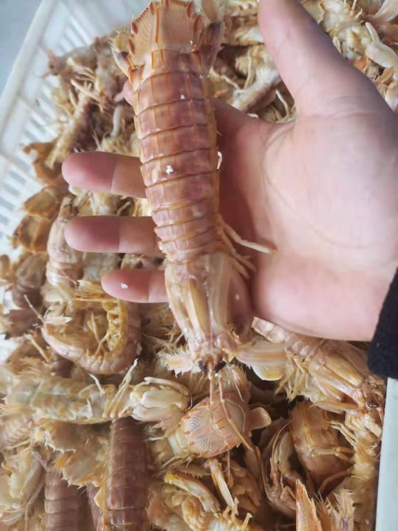 皮皮虾鲜活虾姑虾爬子超特大批发海鲜海虾新鲜蒸熟全母带膏皮