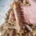 皮皮虾鲜活虾姑虾爬子超特大批发海鲜海虾新鲜蒸熟全母带膏皮