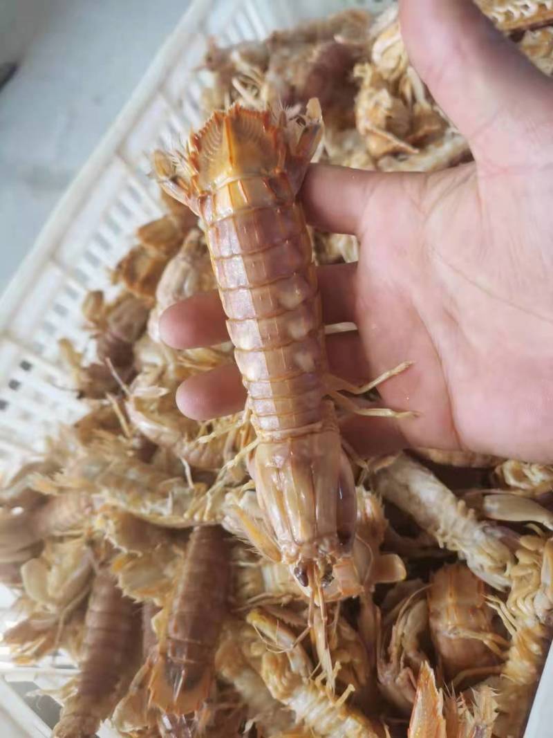 皮皮虾鲜活虾姑虾爬子超特大批发海鲜海虾新鲜蒸熟全母带膏皮