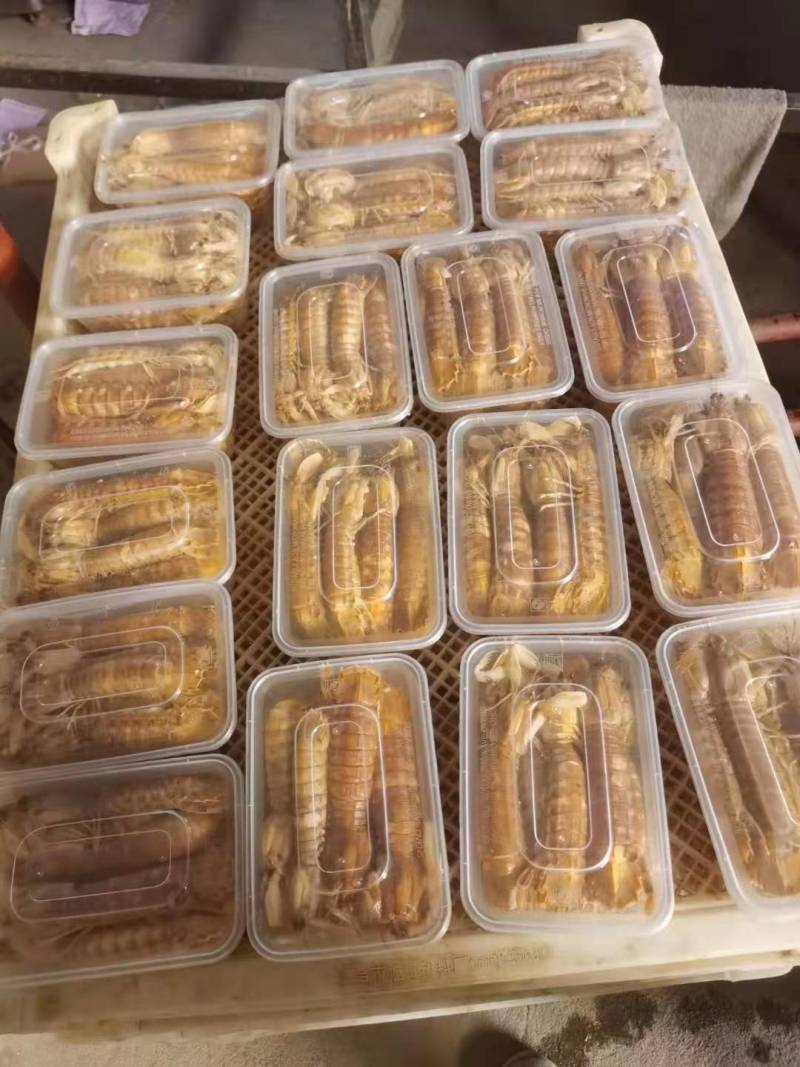 皮皮虾鲜活虾姑虾爬子超特大批发海鲜海虾新鲜蒸熟全母带膏皮