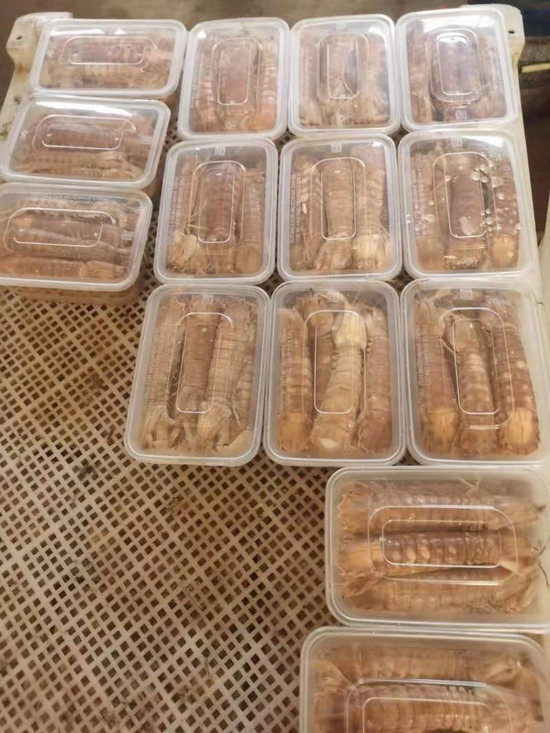 皮皮虾鲜活虾姑虾爬子超特大批发海鲜海虾新鲜蒸熟全母带膏皮