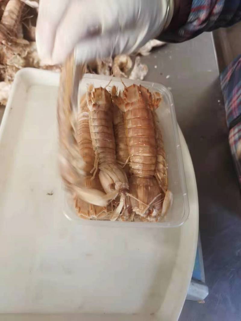 皮皮虾鲜活虾姑虾爬子超特大批发海鲜海虾新鲜蒸熟全母带膏皮
