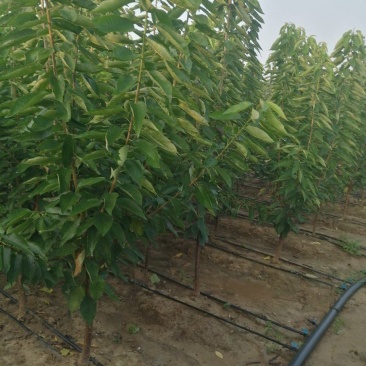 樱桃苗美早，布鲁克斯，萨米脱，奇早，俄八，黄蜜，先锋等