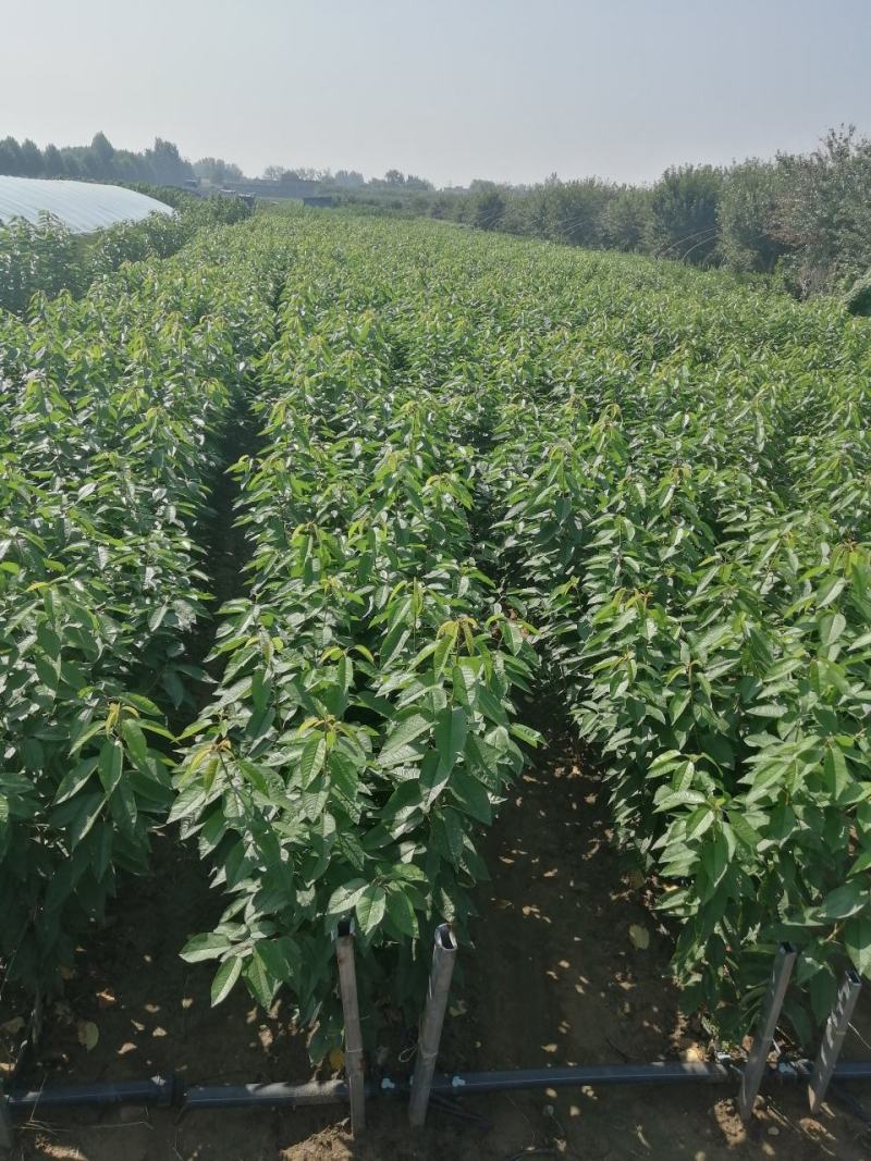 樱桃苗美早，布鲁克斯，萨米脱，奇早，俄八，黄蜜，先锋等
