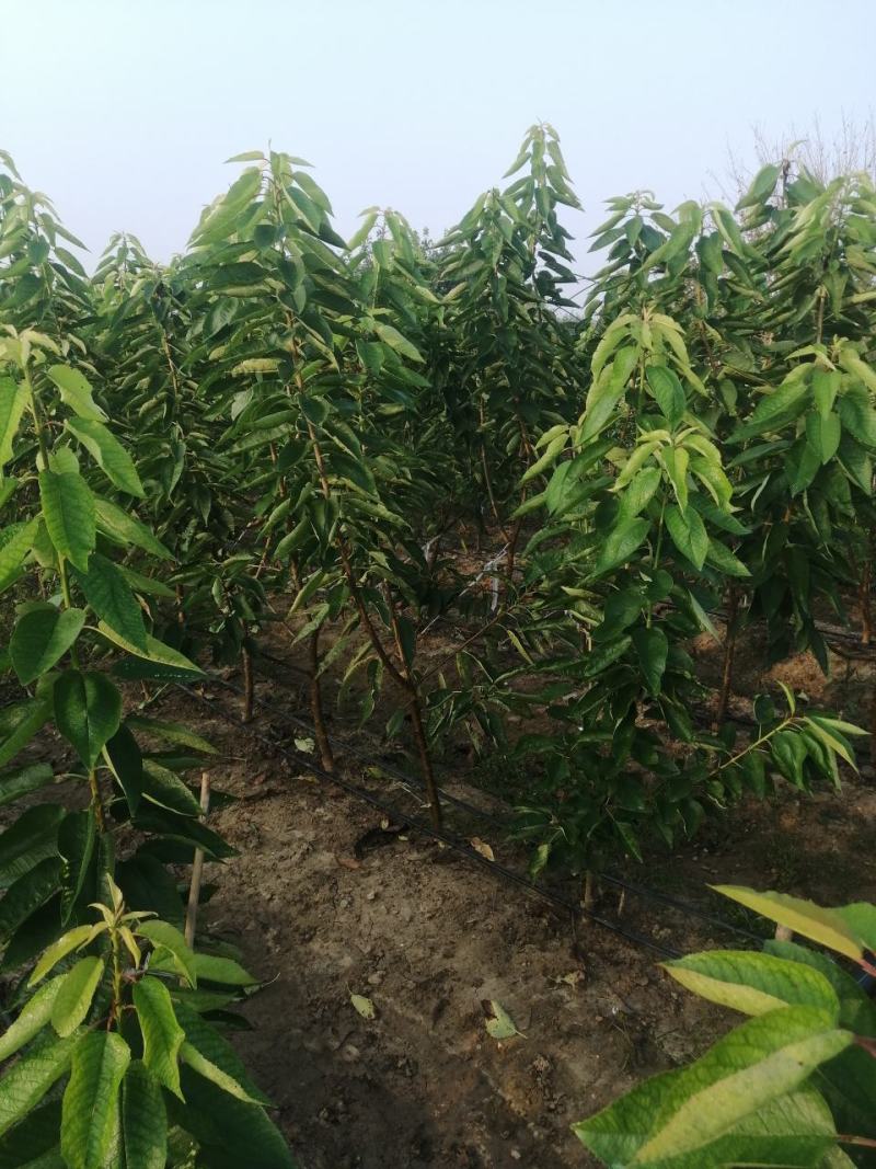 樱桃苗美早，布鲁克斯，萨米脱，奇早，俄八，黄蜜，先锋等