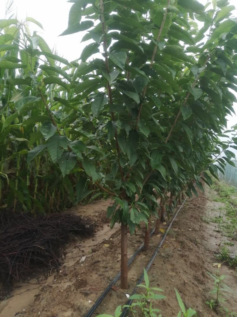 樱桃苗美早，布鲁克斯，萨米脱，奇早，俄八，黄蜜，先锋等