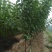 樱桃苗美早，布鲁克斯，萨米脱，奇早，俄八，黄蜜，先锋等