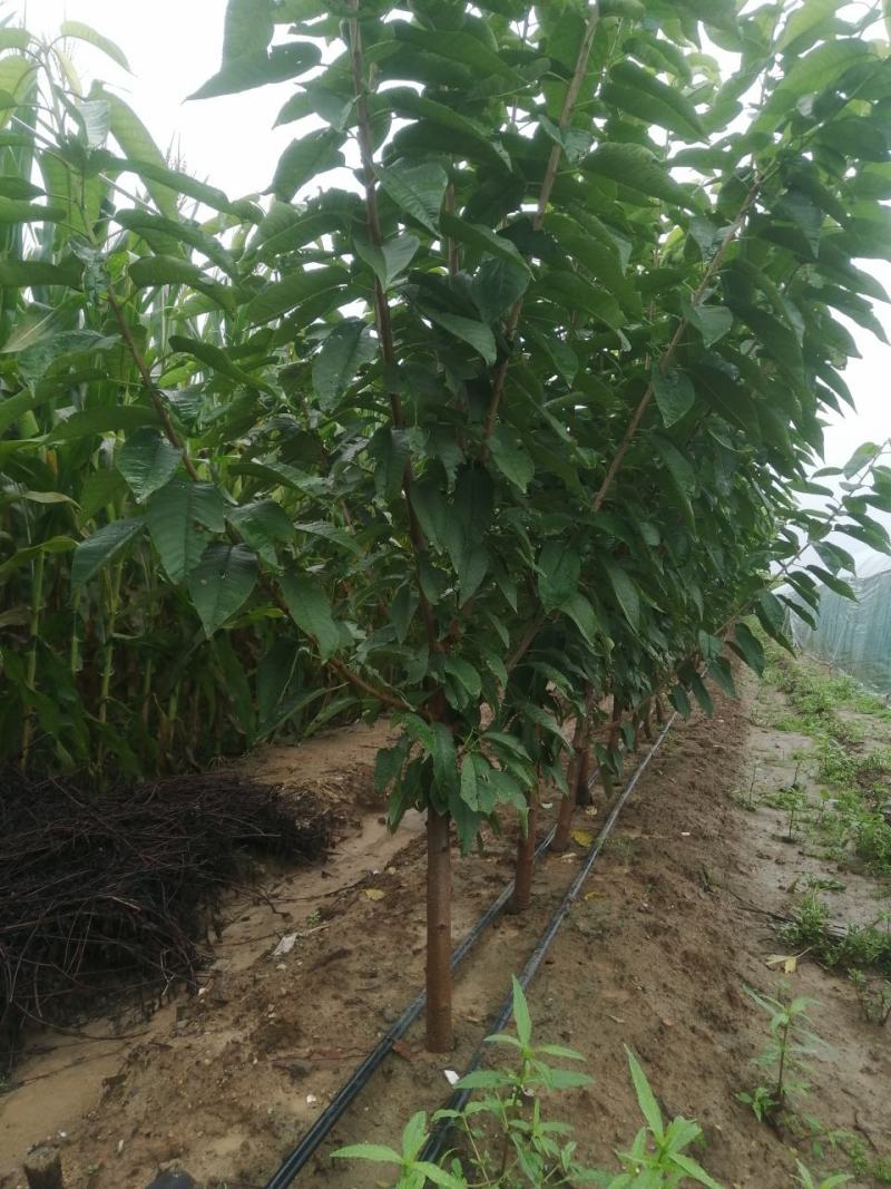 樱桃苗美早，布鲁克斯，萨米脱，奇早，俄八，黄蜜，先锋等