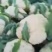 花菜大量上市白面青梗