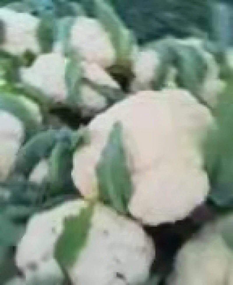 花菜大量上市白面青梗