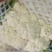 花菜大量上市白面青梗