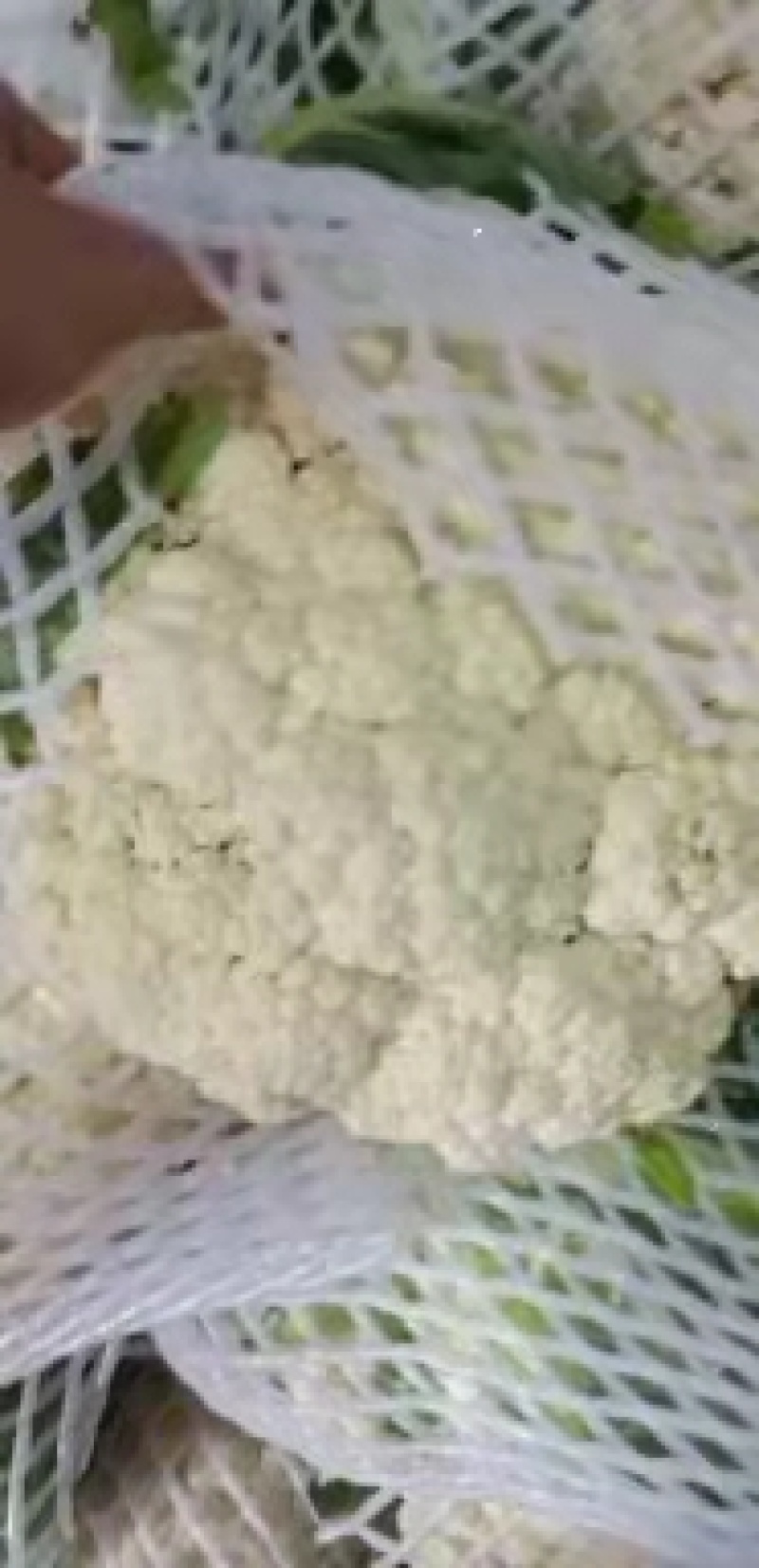 花菜大量上市白面青梗