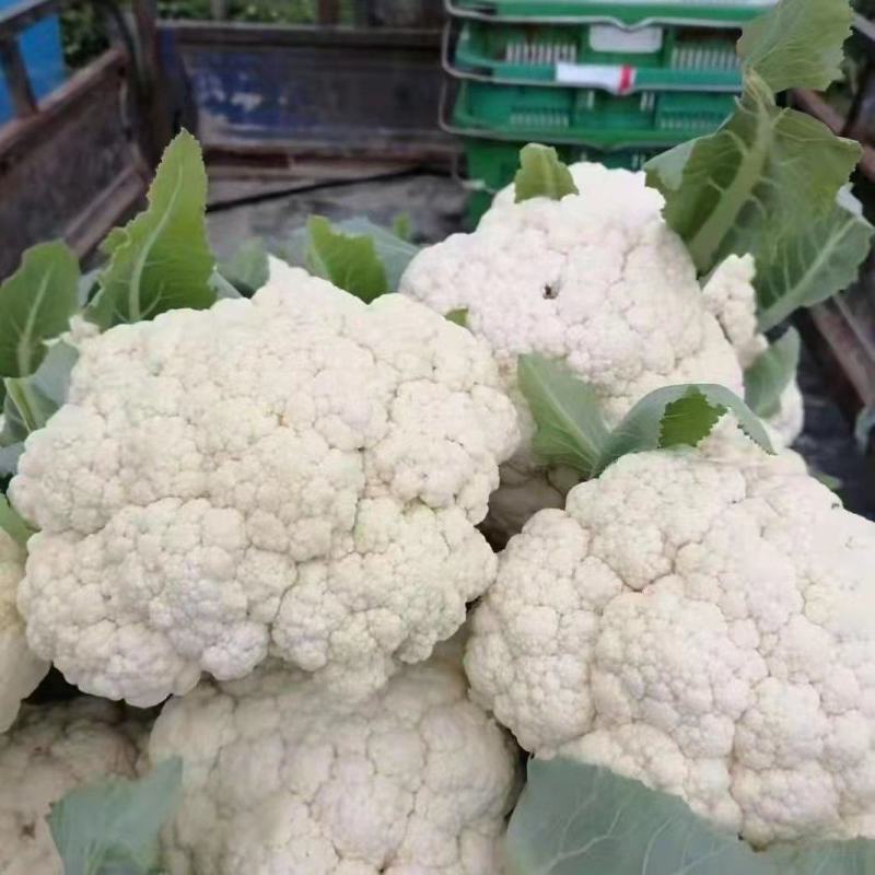 花菜大量上市白面青梗