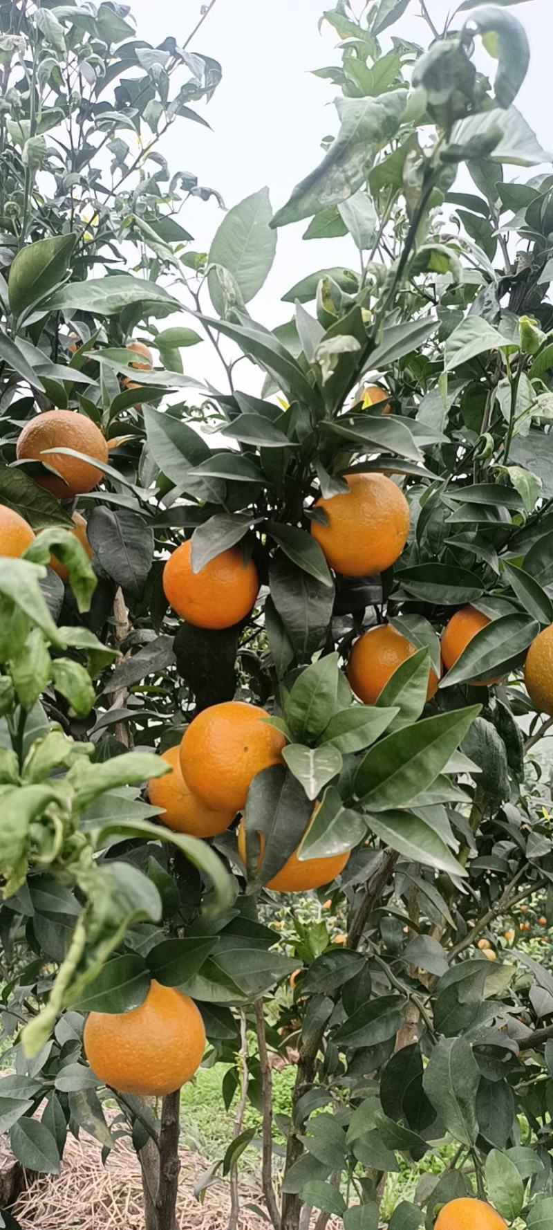 优质沃柑果面漂亮果色精品口感纯甜一手货源欢迎老板联系我！