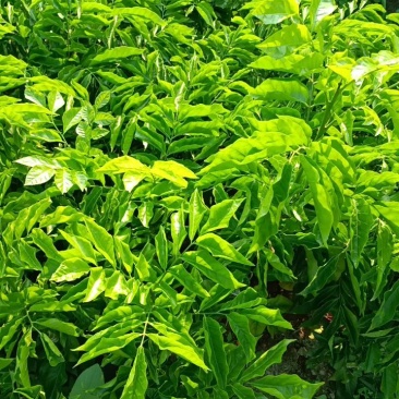 精品黄皮苗抗病力强成活率高欢迎实地考察