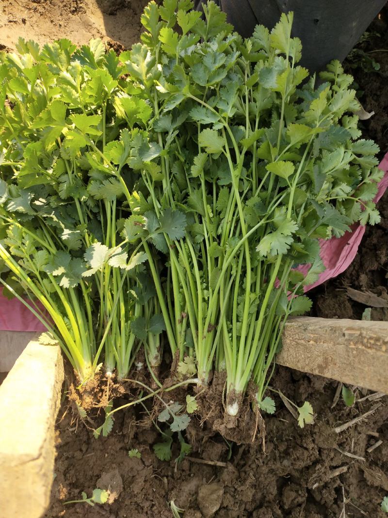 河南省，精品大叶香菜，25公分左右，基地直发，货源充足。